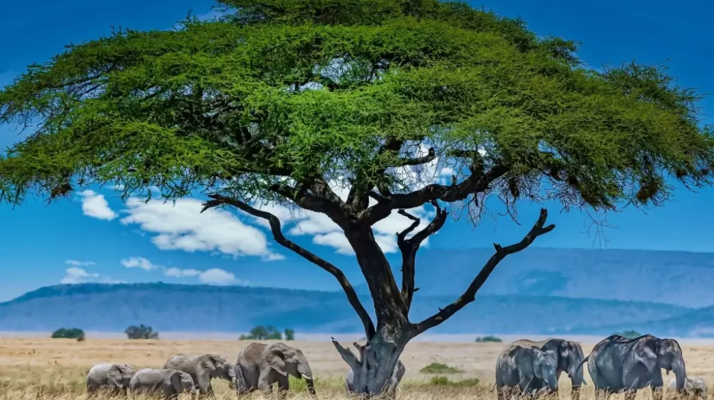 Group of elephants under the big green tree in the wilderness,